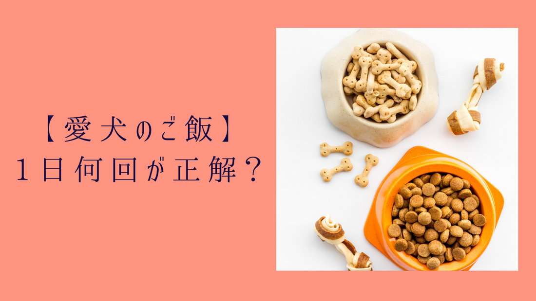 【犬のご飯】1日の回数に対する考え方