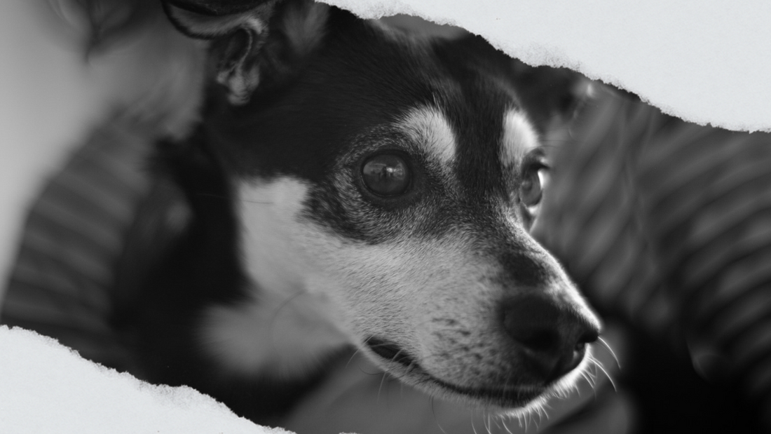 愛犬がご飯を食べない日、「ダメだった」で終わらせないために