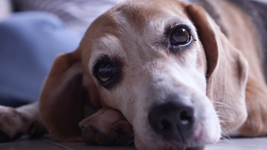 腎臓に配慮したドッグフード選びについて