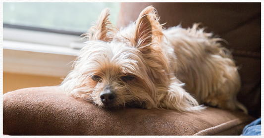 なぜ犬に消化酵素が必要なのか？ その理由とおすすめサプリメントを紹介