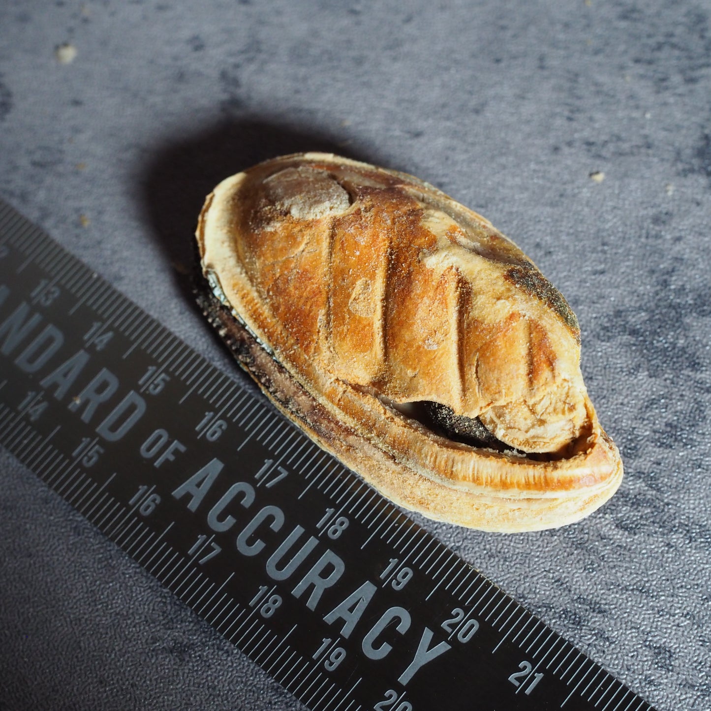 【GOURMATE】オーガニック緑イ貝