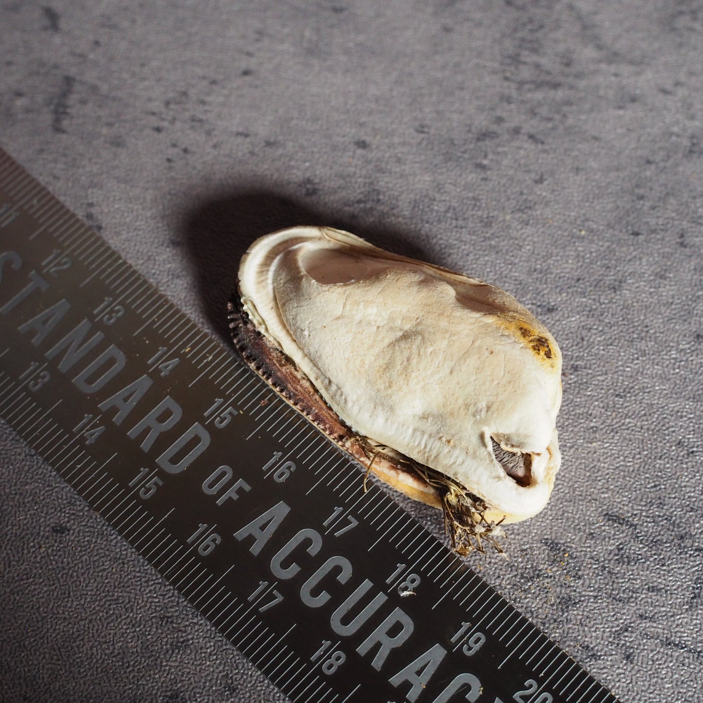 【GOURMATE】ミニ・緑イ貝