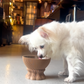 【Belii】Bone Broth Soup