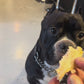 【Tinee Pets】レトルト・鯛